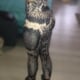 Snake | Printed Leggings photo review